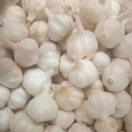 Organic Garlic