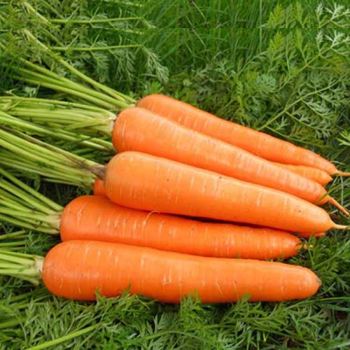 Carrot